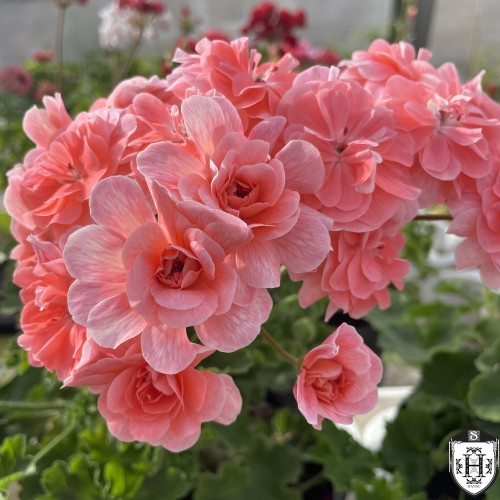 Pelargonium 'Cara Rosa' - Pelargoon 'Cara Rosa' P9/0,55L